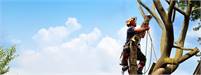 Jurassic Tree Services UK Jurassic Tree Services UK